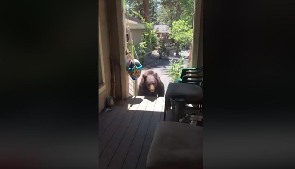 La mujer&nbsp;se dio cuenta de las intenciones del oso cuando este se acercó a la puerta del pórtico de su vivienda. (Facebook: Brittany Christensen)