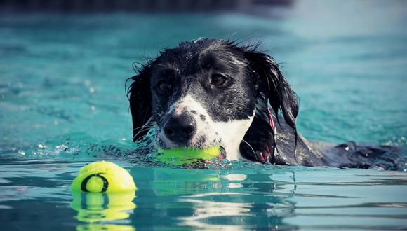 Una joven y su perro no pudieron terminar su juego en la piscina por un increíble suceso. (Foto: Pixabay/Referencial)
