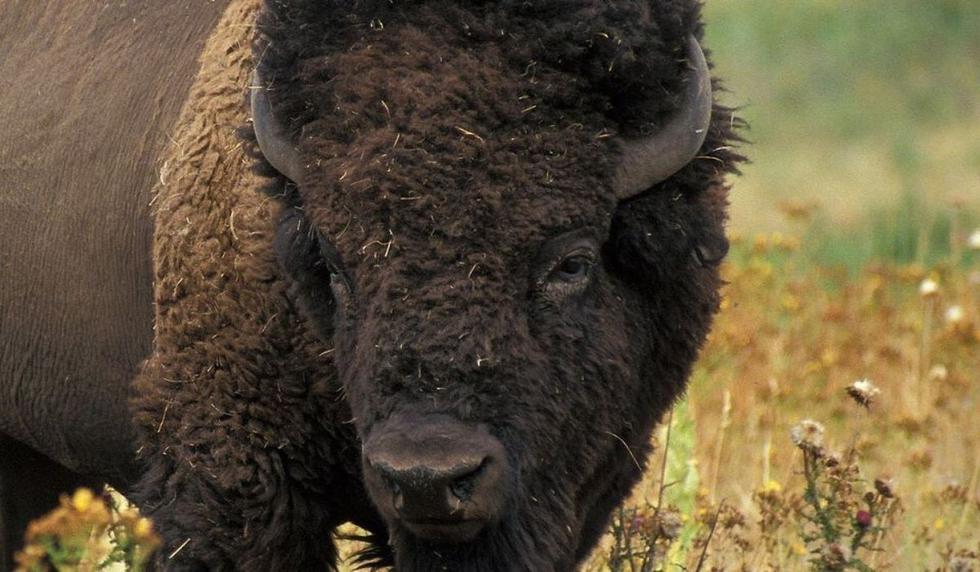 El video del bisonte podría fascinar a muchos usuarios. (Foto: Referencial - Pixabay)