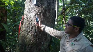 Ucayali: Osinfor mejora herramienta digital que permitirá combatir la tala ilegal