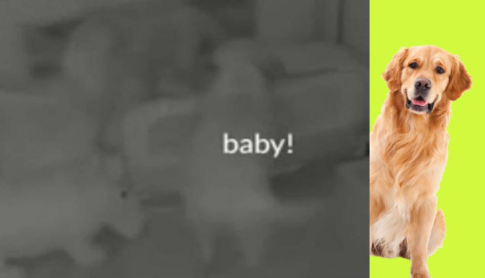 El video viral de YouTube tiene más de 10 mil reproducciones. Mira la insólita relación de un bebé con sus mascotas. El hecho tuvo lugar en Phoenix, Estados Unidos.