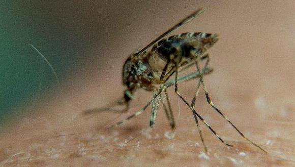 La malaria es causada por un parásito unicelular del género Plasmodium. Por lo general, el parásito se transmite a los seres humanos por las picaduras de mosquito. (Foto: AFP)