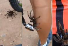 ¡De terror! Tarántula se sube a la pierna de ciclista y genera pánico [VIDEO]