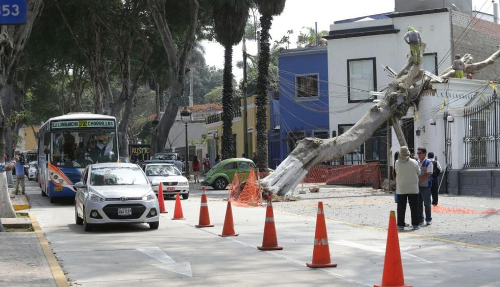 Barranco: Piden a Lima que sancione a los responsables por caída de árbol. (USI)