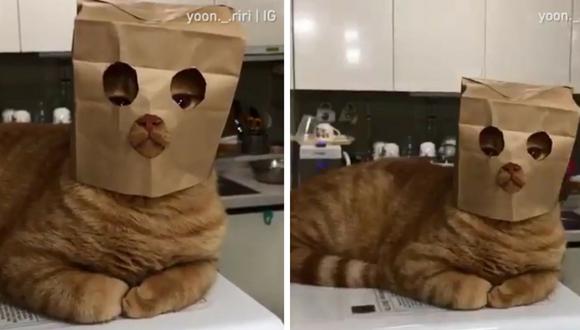 Este gato se volvió popular entre los usuarios de Facebook. (Captura)