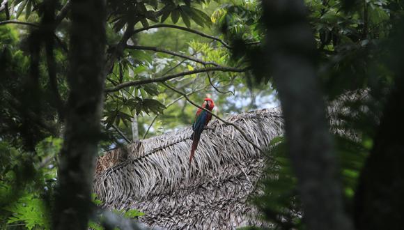 Los bosques de Amazonas están contemplados en los proyectos a ejecutar. (Foto: USI)