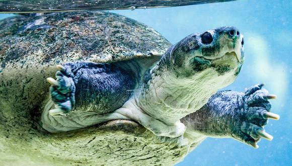 La tortuga pudo volver al mar, felizmente. (Foto: Referencial - Pixabay)