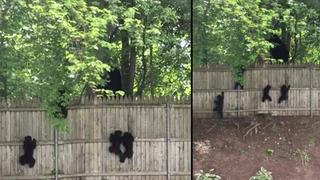 Facebook: Mira cómo estos tiernos cachorros de oso intentan escalar una cerca [VIDEO]
