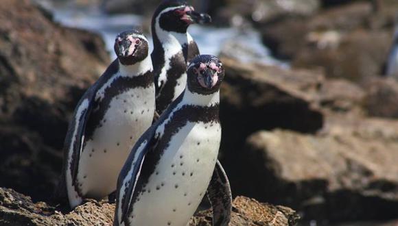 Parque de las Leyendas se prepara para celebrar el Día Mundial del Pingüino. (Foto: Andina)