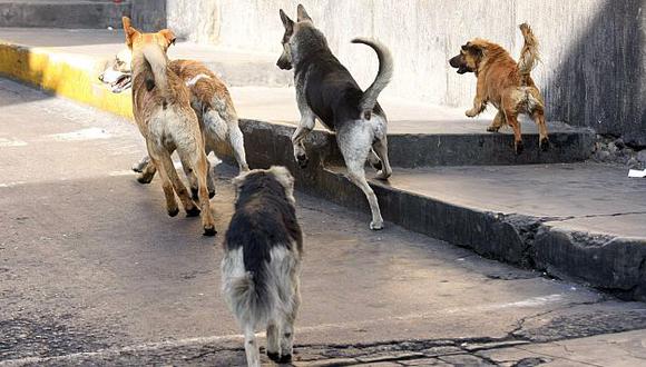 Arequipa: Sacrificaron 19 perros callejeros para evitar contagios de rabia. (USI)