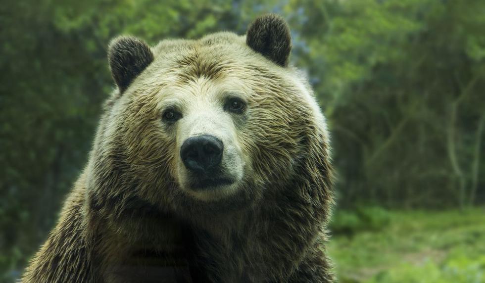 El comportamiento del oso asombró a los usuarios. (Foto: Referencial - Pixabay | YouTube)