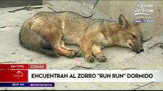 Vecinos encuentran al zorro “Run Run” mientras dormía plácidamente en un techo