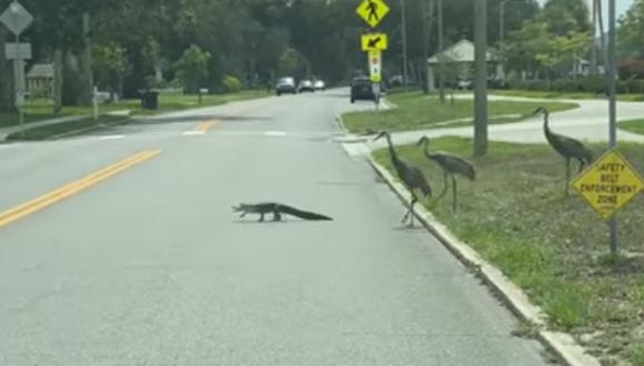 No  se sabe si las grullas ayudaron o perjudicaron al cocodrilo bebé al seguirlo mientras cruzaba la calle  (Foto: Facebook)