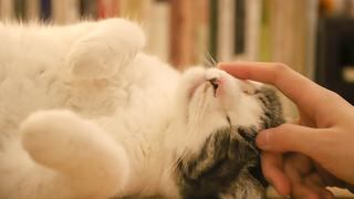 Los gatos se convirtieron en mascotas más cariñosas durante la pandemia, según estudio
