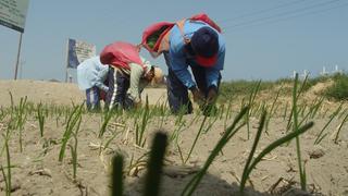 Minagri aprueba Plan Nacional de Agricultura Familiar para mejorar ingreso de productores