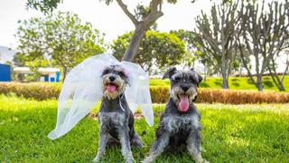 Realizarán primera boda simbólica de perros en club Huiracocha por San Valentín