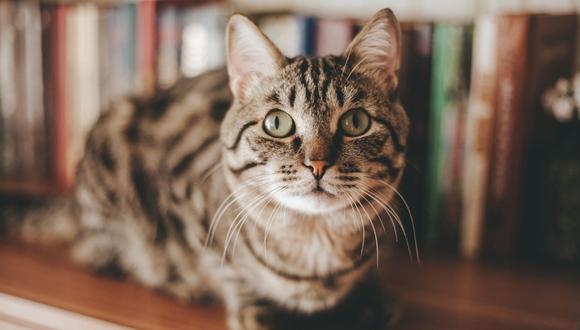El gato fue encontrado por los familiares de la fémina hace un tiempo. (Referencial - Pixabay)