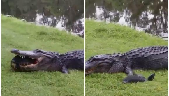 Un caimán no pudo comerse a una tortuga. Este escapó y la escena se convirtió en viral en las redes sociales. (Foto: @_SJPeace_ / Twitter)