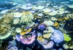 Australia: La Gran Barrera de Coral sufre el peor blanqueamiento jamás registrado