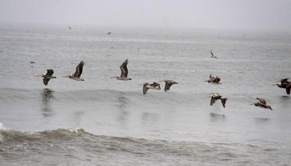 GRAN SORPRESA. Aves marinas llegaron atraídas por la anchoveta. (Alan Benites)