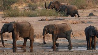 Una enfermedad misteriosa mata al menos 22 elefantes en Zimbabue 
