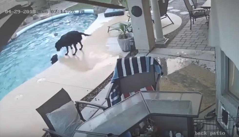 Remus vio que su amigo canino luchaba por salir de la piscina, pero no podía. (YouTube: ViralHog)