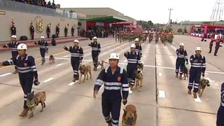 Perritos que apoyan en búsqueda y rescate de personas participaron en el Desfile y Parada Militar