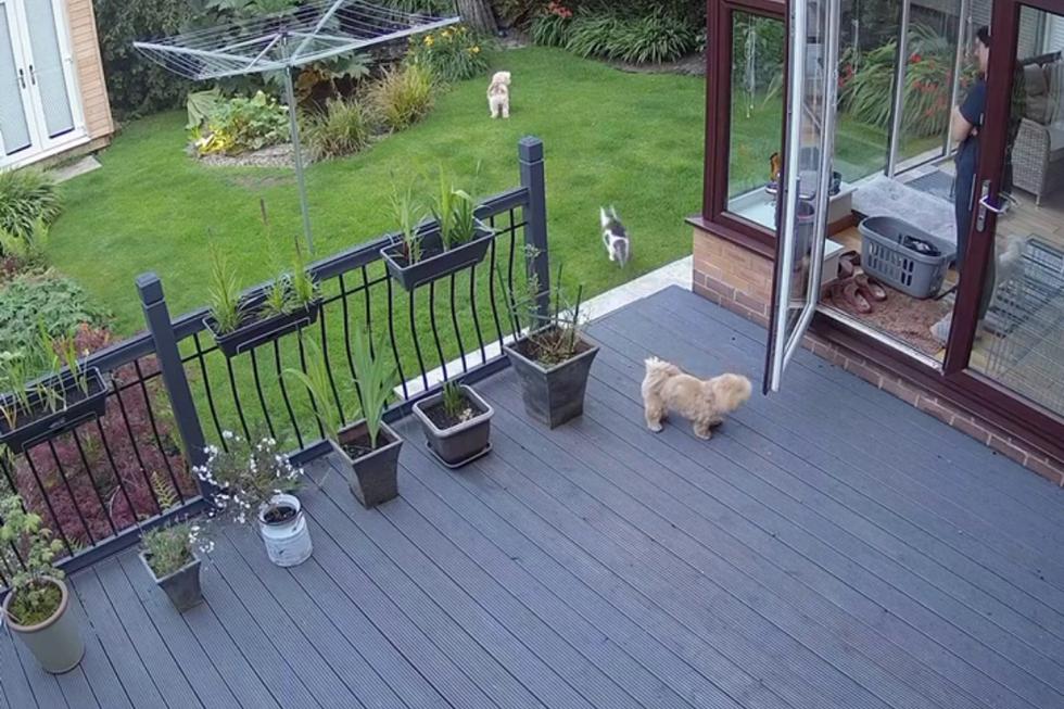 Facebook viral  Cámara registra lo que hicieron unos perros solos