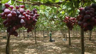 EEUU: Investigan una toxina en las uvas que podría ser cancerígena