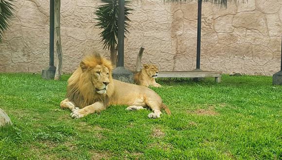 Los tres leones que alberga el zoológico, ‘Sultán’, Bonita’ y su cachorra, recibirán una dieta especial a base de carne roja. (Municipalidad de Lima)
