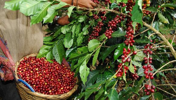 “El problema más importante hoy es el de la informalidad en el agro cafetalero. La mayoría de los productores de café peruanos son pequeños agricultores que trabajan en tierras de propiedad familiar”.
