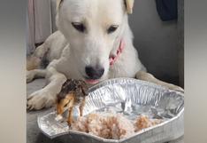 Perro ‘comparte’ su comida con un pollito y se roba los corazones de todos en Internet