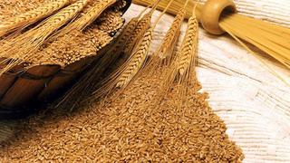 El trigo y el maíz suben el máximo diario permitido tras la invasión de Rusia a Ucrania 