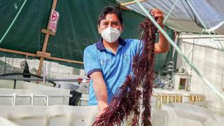Pescadores artesanales elaboran productos sobre la base de yuyo y algas marinas