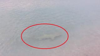 ¡De terror! Tiburón es captado en la orilla de South Beach [VIDEO]