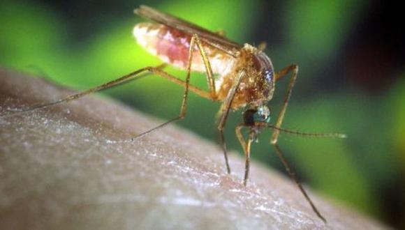 El contagio se produce mediante la picadura de mosquitos ornitofílicos. (Internet)