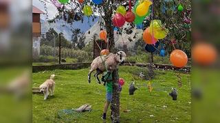 Cusco: Carnero atado a un árbol como premio de yunza indigna a ciudadanos