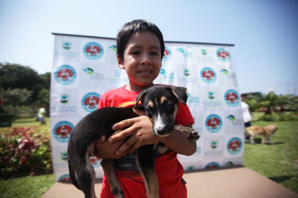 Municipalidad de San Borja organiza campaña de adopción de mascotas. (Difusión)