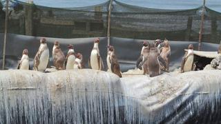 Tratan de salvar de la extinción a pingüinos en norte del Perú
