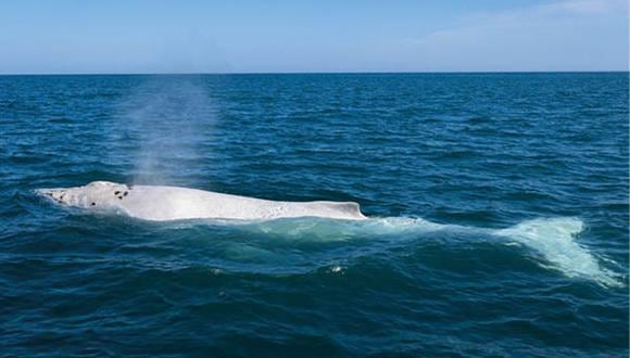 En el Perú se han registrado 32 especies de cetáceos, lo que representa el 36% de las 89 registradas en el mundo. La cola de las ballenas jorobadas es como una huella digital. Cada una tiene una coloración y marcas diferentes.