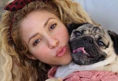 Shakira por fin encontró a su perro fiel y es una estrella