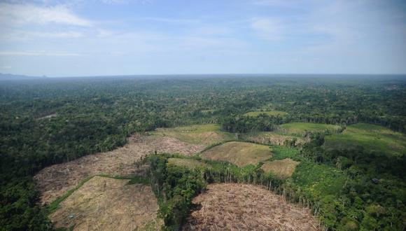 Hace poco e informó que desde el 1 enero hasta el 13 de agosto del 2021, 12.345 hectáreas de bosques han sido depredadas en Ucayali. (Foto: Hugo Alejos)