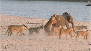 'El gran Hércules', un elefante bebé que se enfrentó a 14 leones