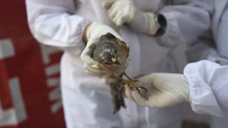 China: detectan primer caso humano de gripe aviar H3N8