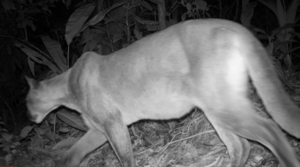 Seis nuevos registros de mamíferos nunca antes vistos se encontraron en el Parque Nacional Tingo María, anunció el Servicio Nacional de Áreas Naturales Protegidas por el Estado. (Foto/Sernanp).