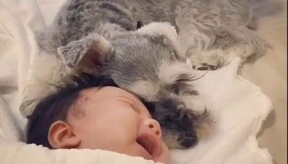 Un perro de raza schnauzer intenta calmar a un bebé en un video que se ha vuelo viral en Instagram. (Captura)