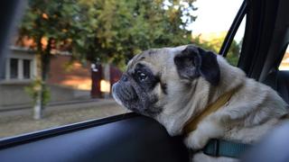 Cómo quitar el olor a perro de tu auto