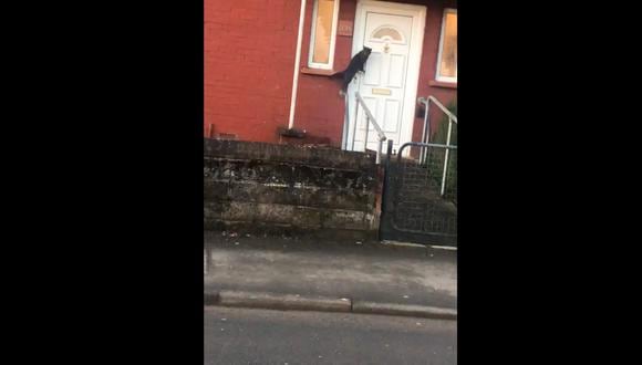 Video viral de gato tocando la puerta. (Facebook)