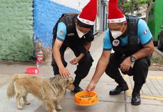 Magdalena: canes que viven en la calle recibieron agua y comida en Navidad 