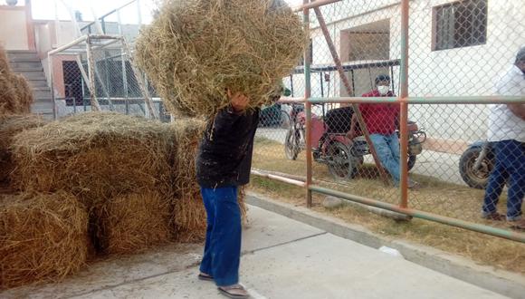 Piura: entregan kits veterinarios y forrajes para atender a más de 39 mil cabezas de ganado en Sullana (Foto: Minagri)